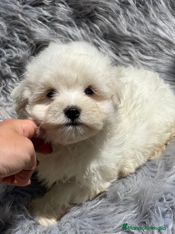 Bichón Maltés perros en Barcelona - Anuncio 6