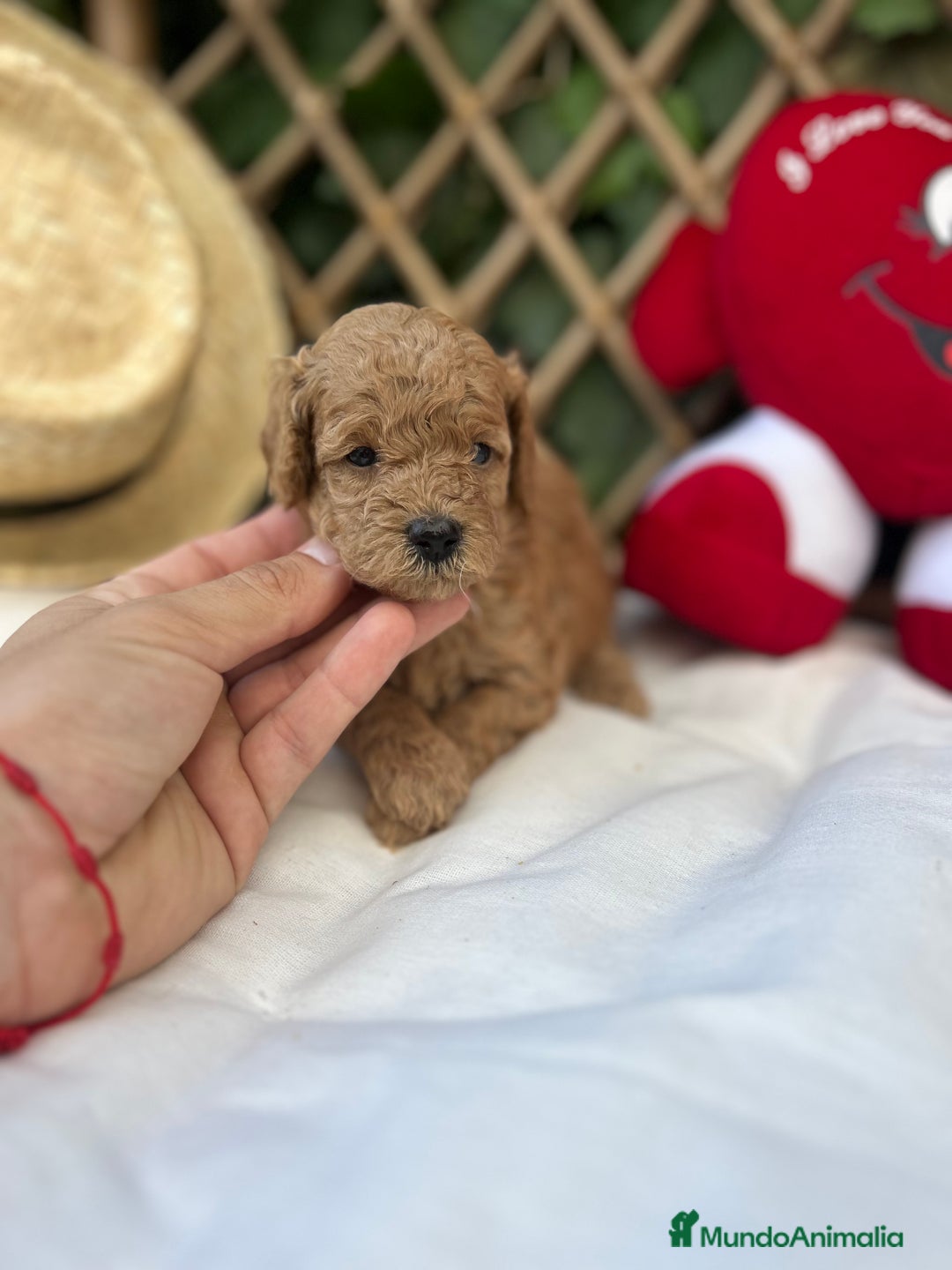 Raza Mixta perros en venta: caniche apricot  - Imagen 8