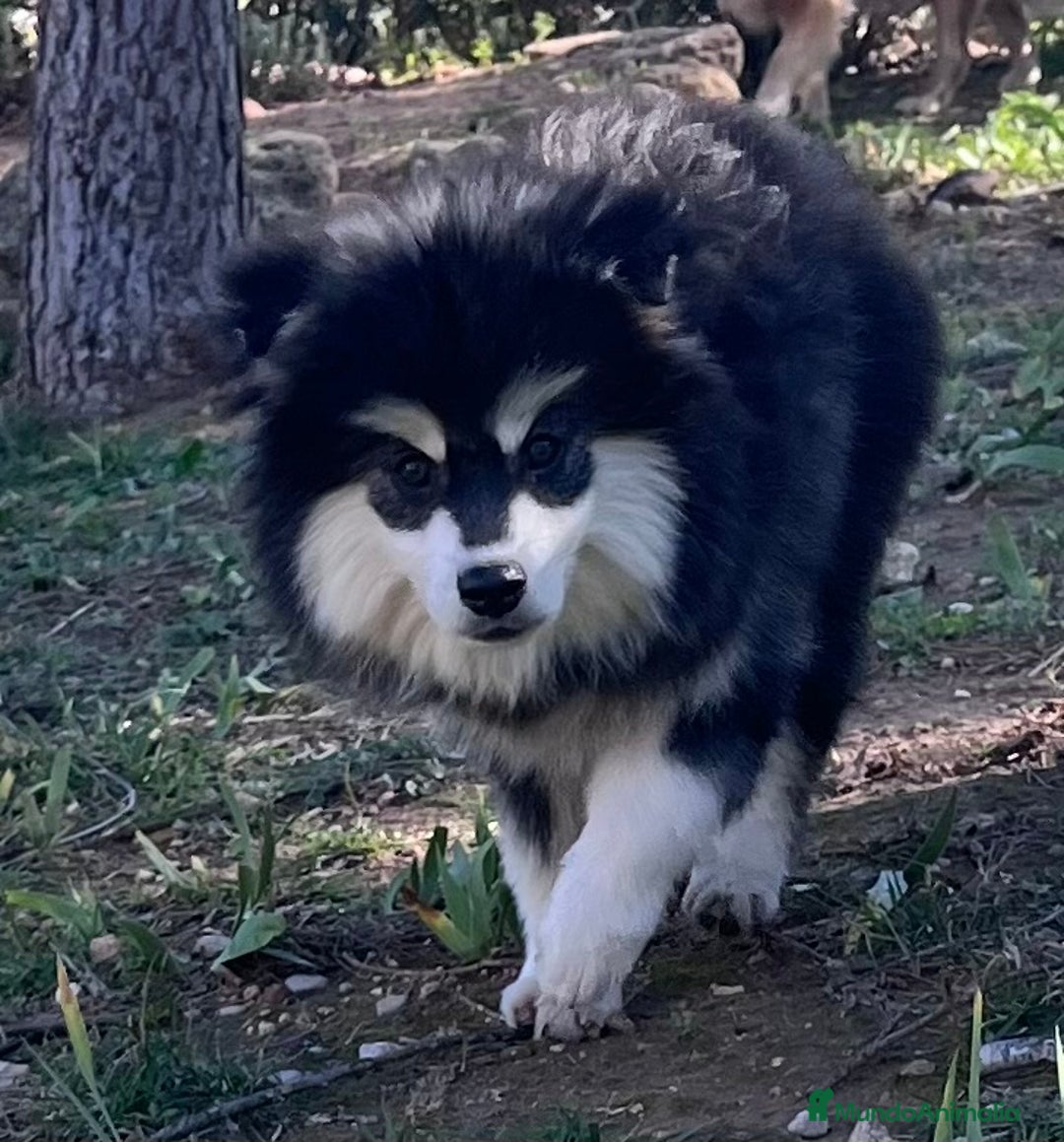 Pomsky perros en venta: Pomsky multigeneracional  - Anuncio 8