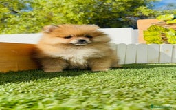 Pomerania perros en venta: POMERANIA MACHO - Imagen 10
