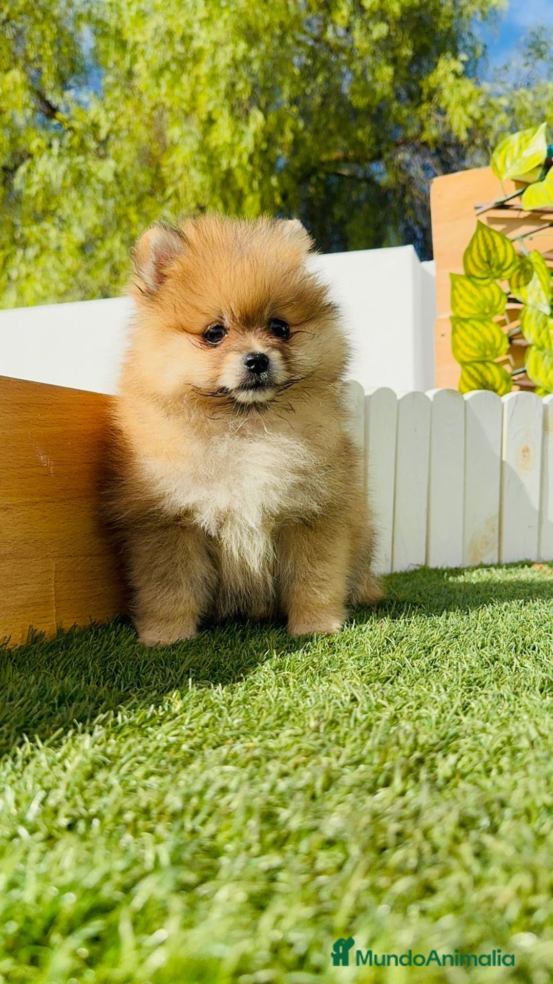 Pomerania perros en venta: POMERANIA MACHO - Imagen 10