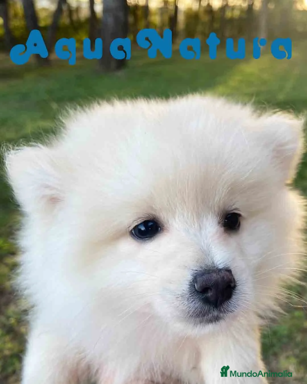 Pomerania perros en venta: Pomerania Hembra 7513 - AQUANATURA en Barcelona - Anuncio 3