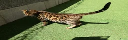 Bengalí gatos en venta: GATITOS BENGALI - Anuncio 4
