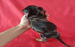 Teckel Miniatura perros en venta: Teckel Miniatura Arlequin  - Imagen 3