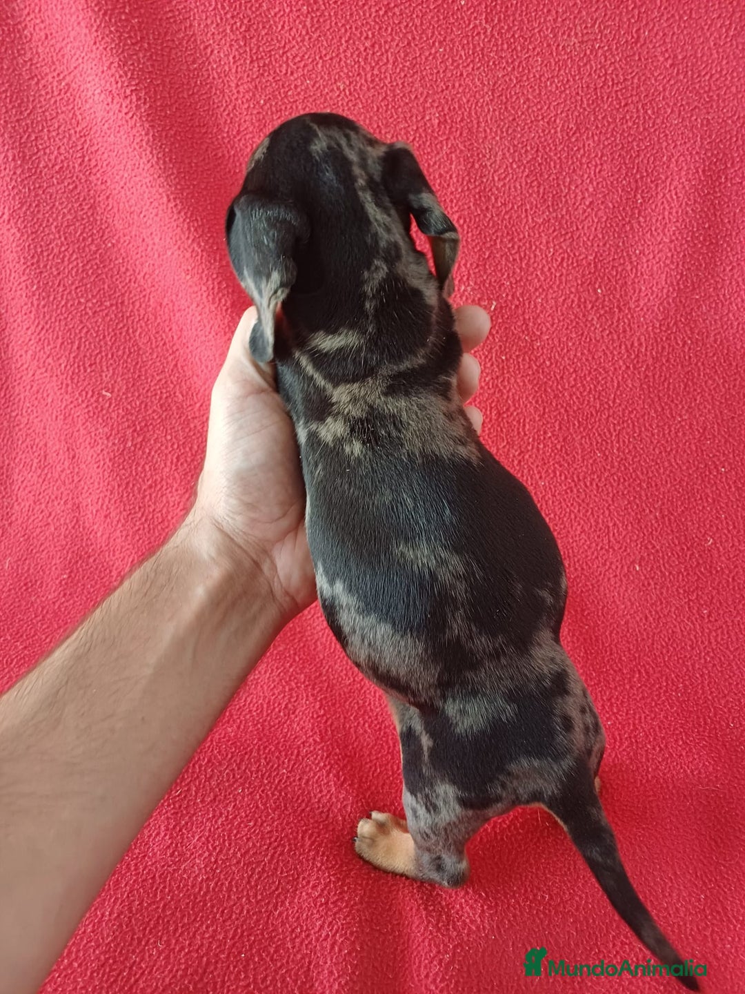 Teckel Miniatura perros en venta: Teckel Miniatura Arlequin  - Imagen 3