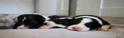 Pastor Australiano perros en venta: Aussie con garantias, pedigree, de cria familiar - Anuncio 10