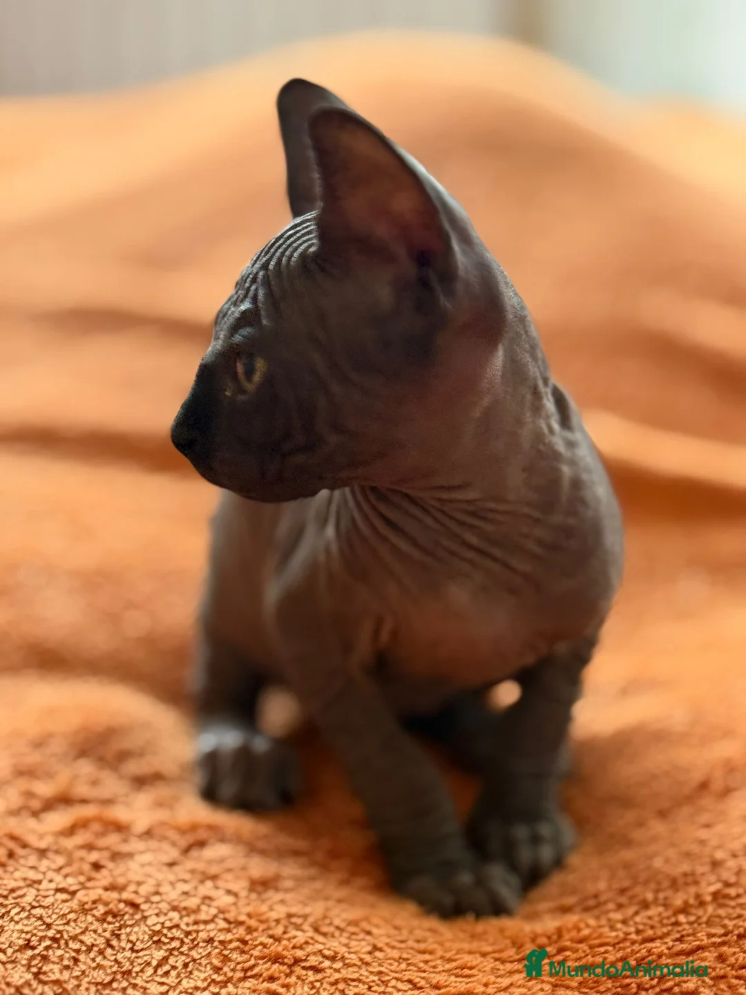 Sphynx gatos en venta: Gatita sphynx color negro! - Anuncio 4