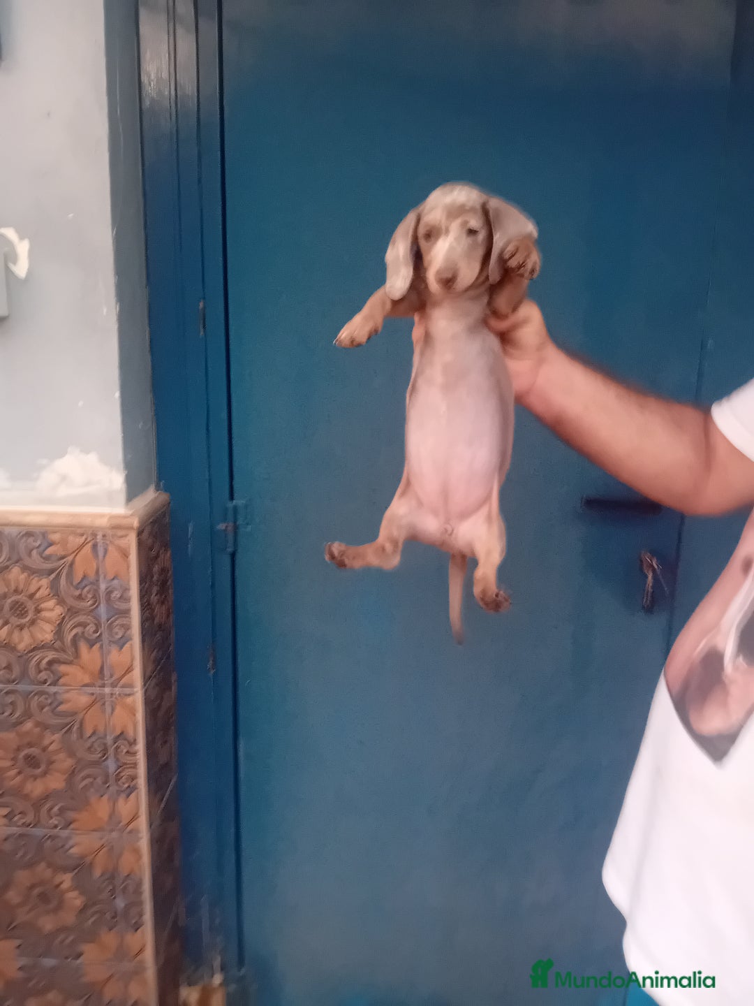 Teckel Miniatura perros en venta: ‼️hembritas de teckel kaninchen  - Imagen 1