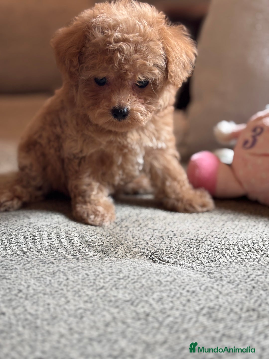 Maltipoo perros en venta: Maltipoo Tacita de Té Hembra  - Imagen 10