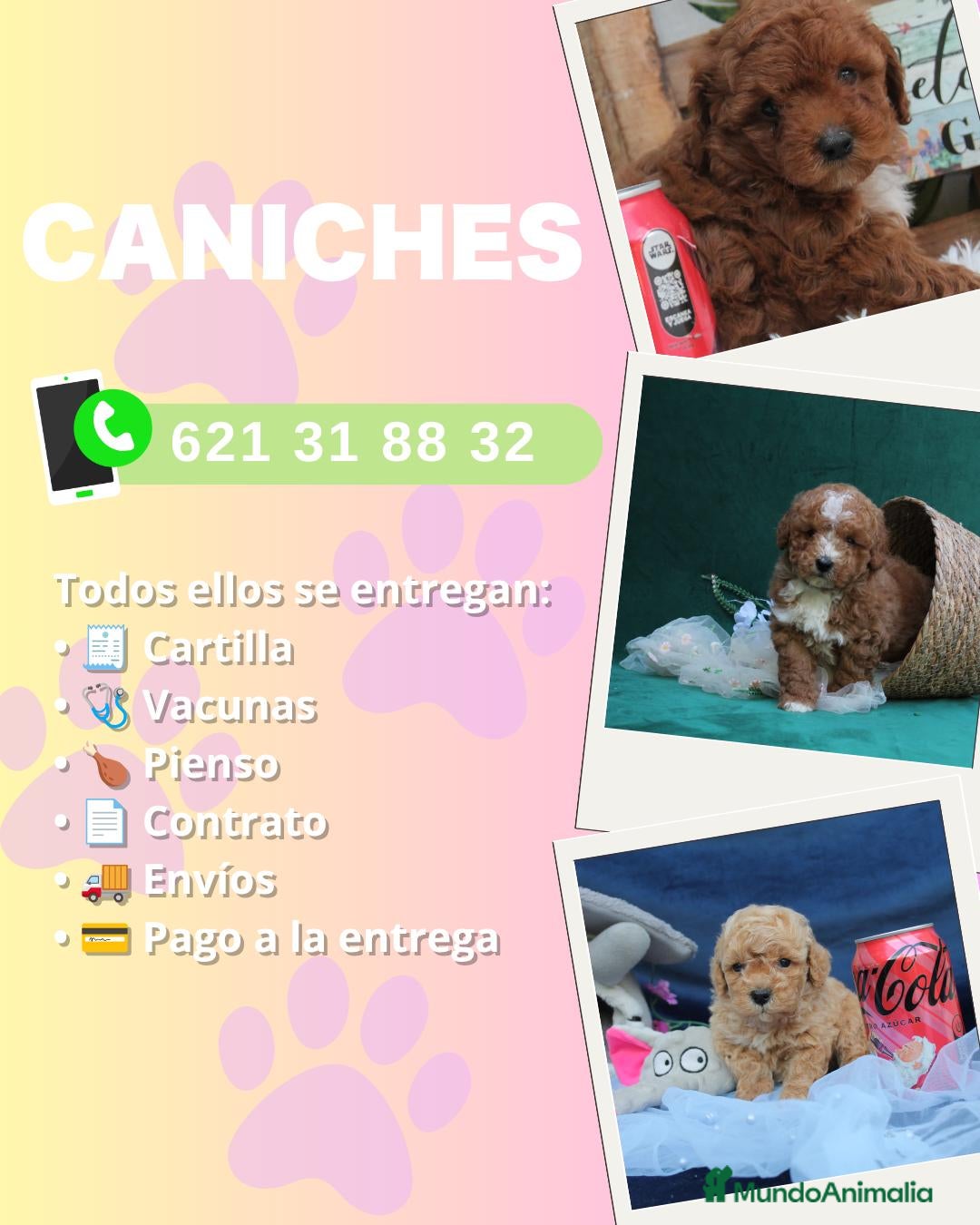 Caniche Enano perros Auténticos caniches enanos  - Anuncio 1