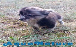 Pomchi perros en venta: Pomchi Hembra de Aspi y Manchitas 6415 AQUANATURA - Imagen 8