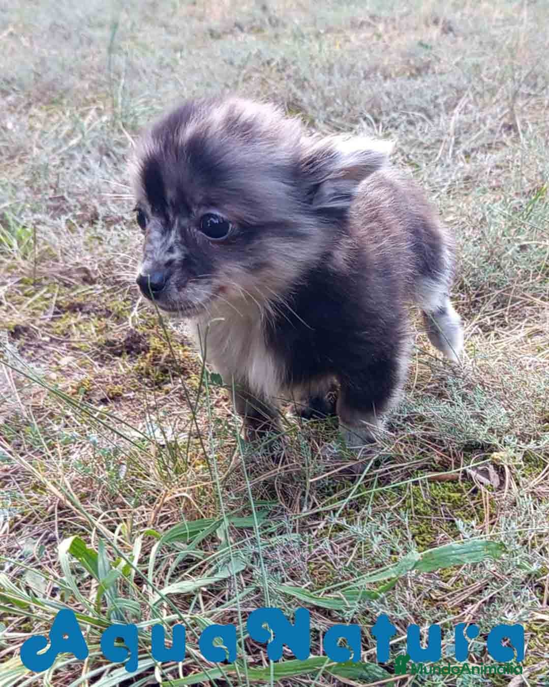 Pomchi perros en venta: Pomchi Hembra de Aspi y Manchitas 6415 AQUANATURA - Imagen 8
