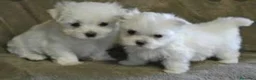 Bichón Maltés perros en venta: Bichón maltés miniatura  - Anuncio 2
