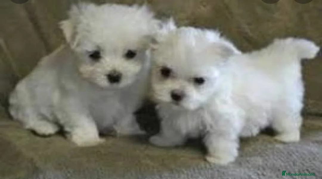 Bichón Maltés perros en venta: Bichón maltés miniatura  - Anuncio 2