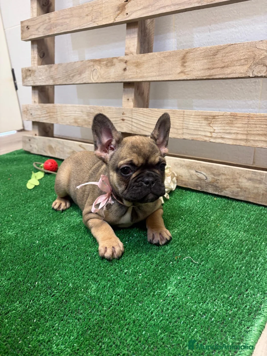 Bulldog Francés perros en venta: Bulldog francés  - Anuncio 1