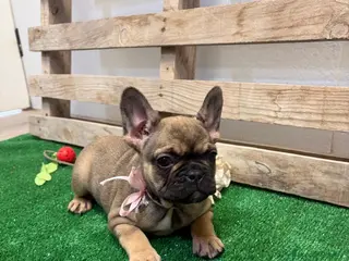 Bulldog Francés perros Bulldog francés - Anuncio 1