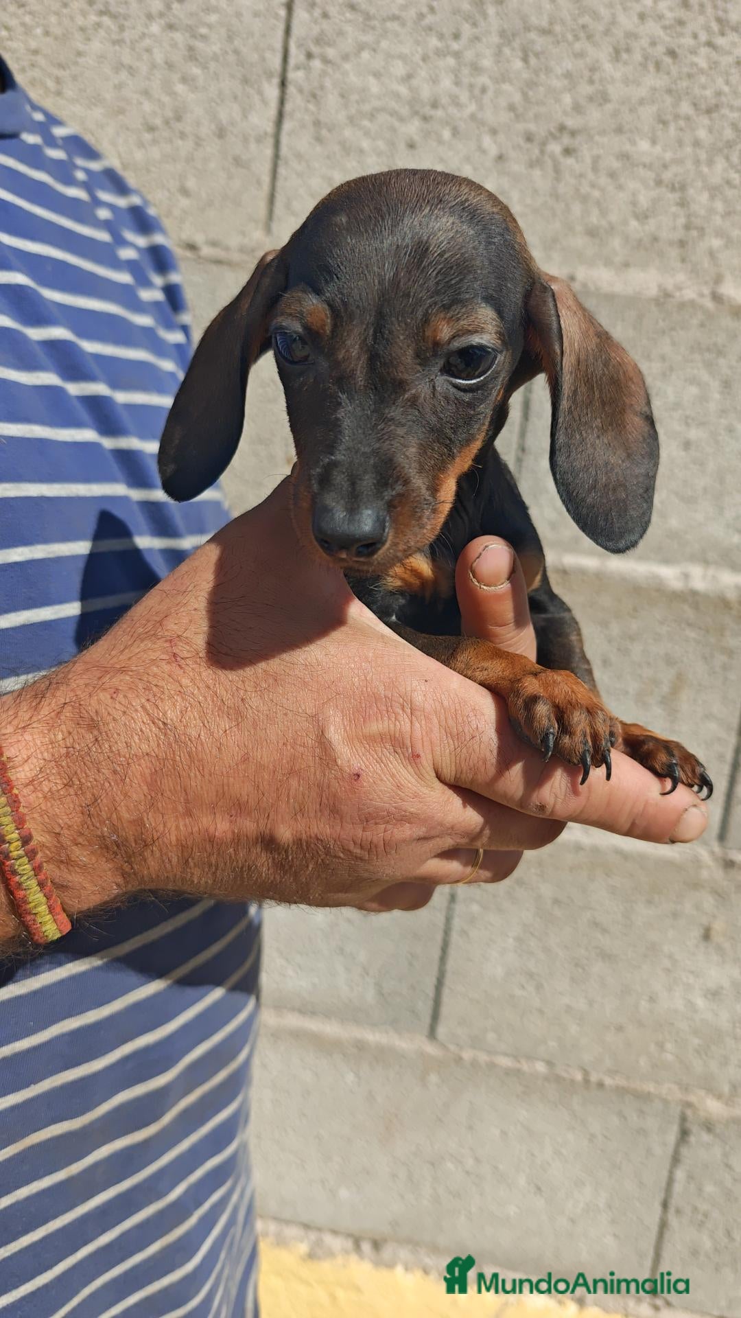 Teckel Miniatura perros en adopcion: Miniaturas - Anuncio 4