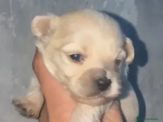 Maltipoo perros Disponibles preciosos Maltipoo en Cádiz - Anuncio 3