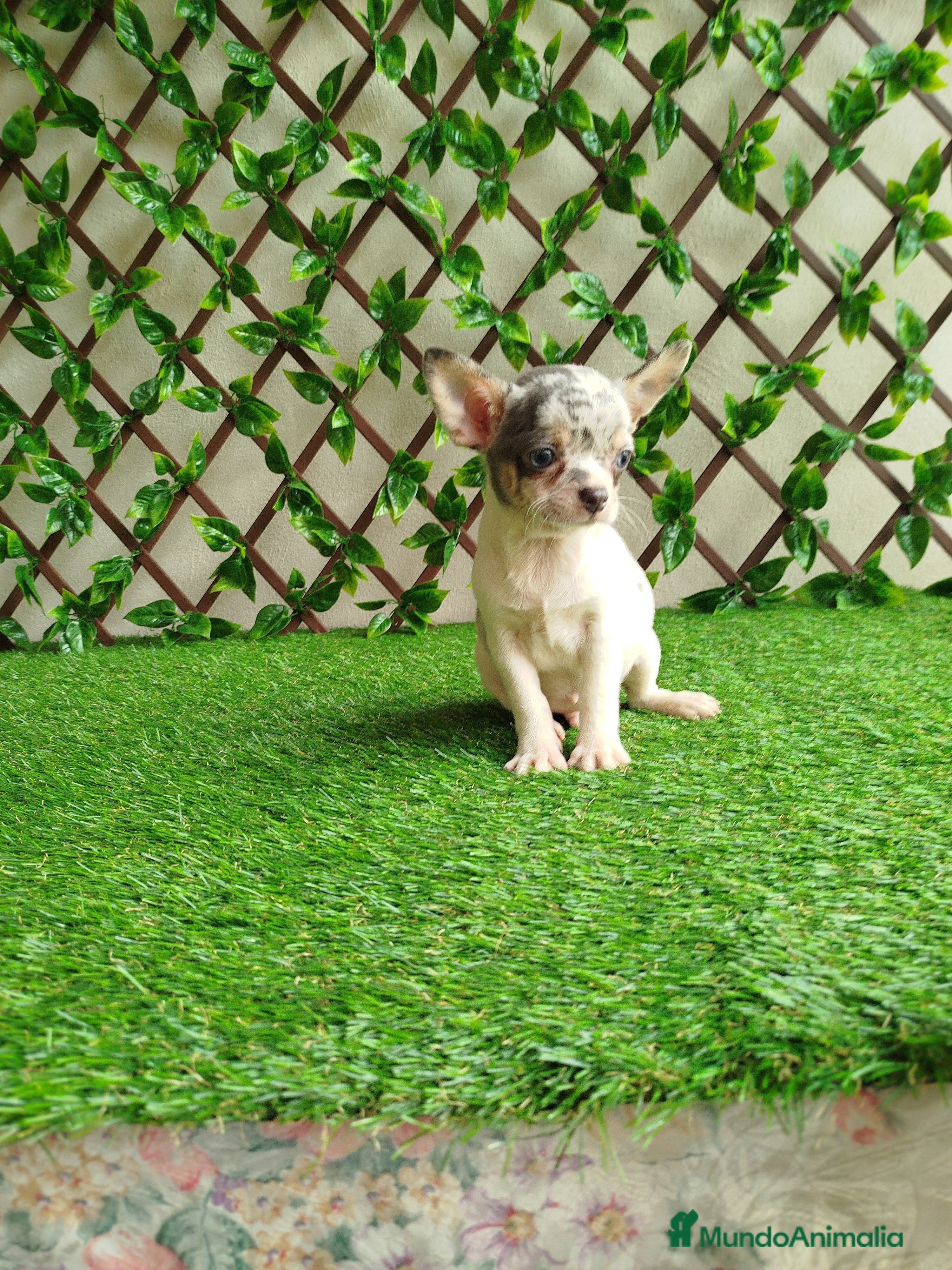 Chihuahua perros Chihuahua Toy merle - Anuncio 12