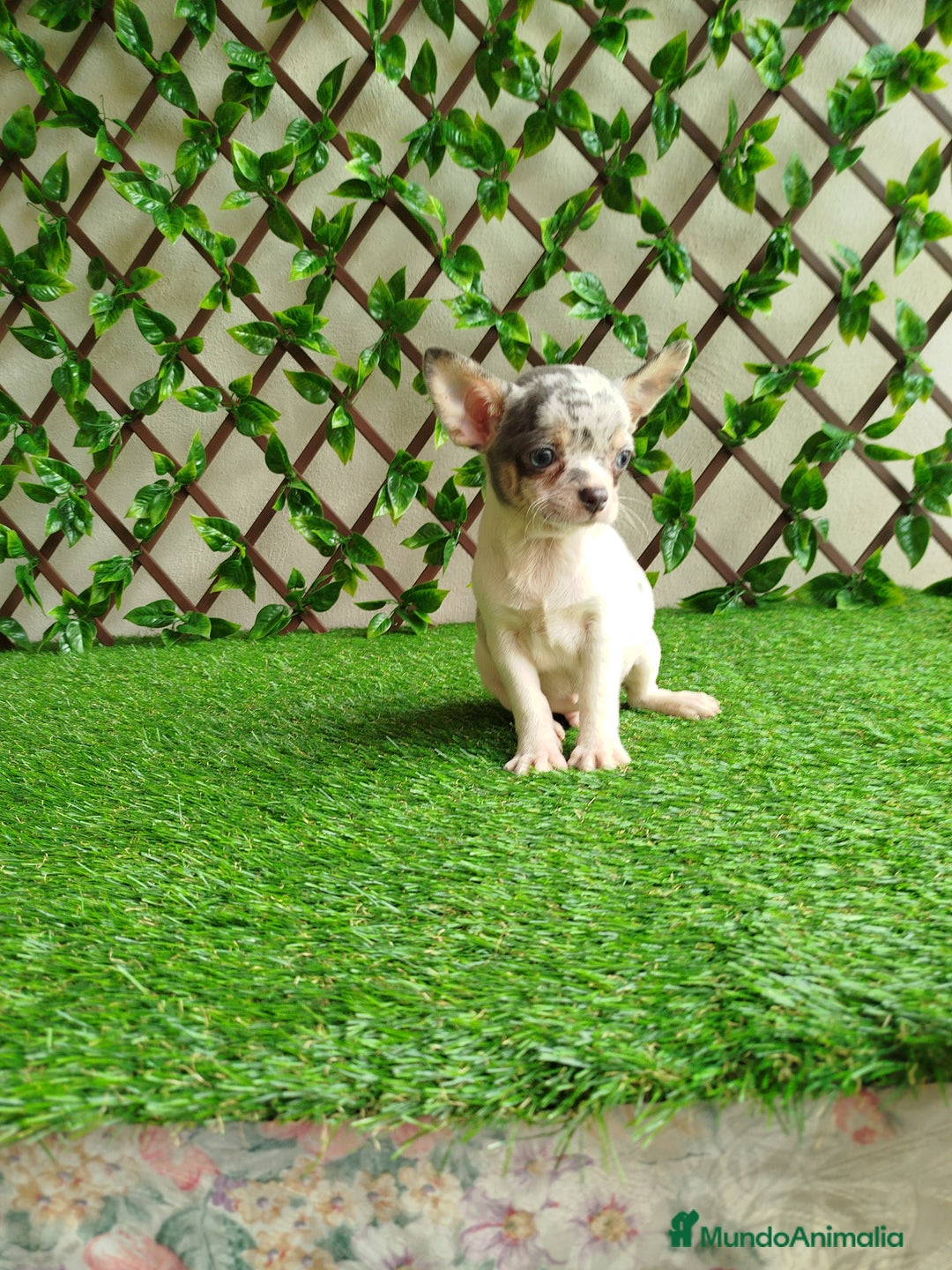 Chihuahua perros en venta: Chihuahua Toy merle - Anuncio 1