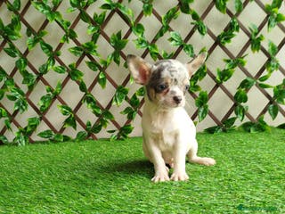 Chihuahua perros Chihuahua Toy merle - Anuncio 34