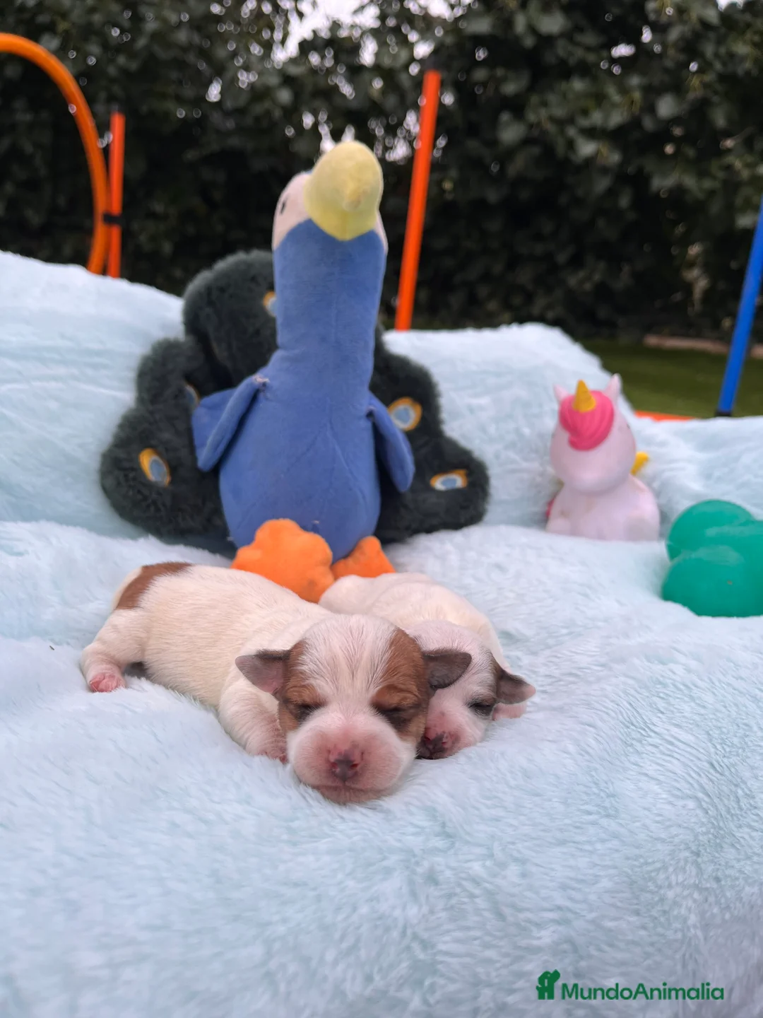 Jack Russell Terrier perros en venta: Jack Russell recién nacidos 🍼🐾 - Anuncio 1