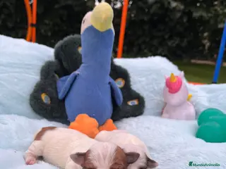 Jack Russell Terrier perros Jack Russell recién nacidos 🍼🐾 - Anuncio 6