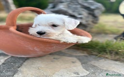 Schnauzer Miniatura perros en venta: Schnauzer BLANCO hembras disponibles  - Imagen 7