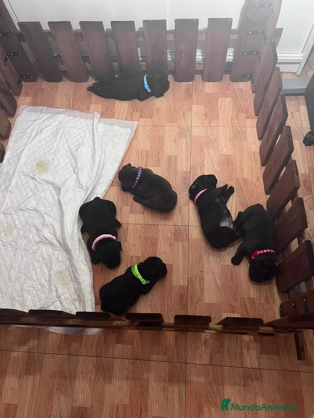 Bulldog Francés perros en venta: Bulldog francés  - Anuncio 2