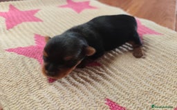 Yorkshire Terrier perros en venta: Hembra  - Imagen 3