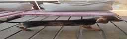 Teckel Miniatura perros en venta: Cachorro macho teckel arlequín  - Anuncio 2
