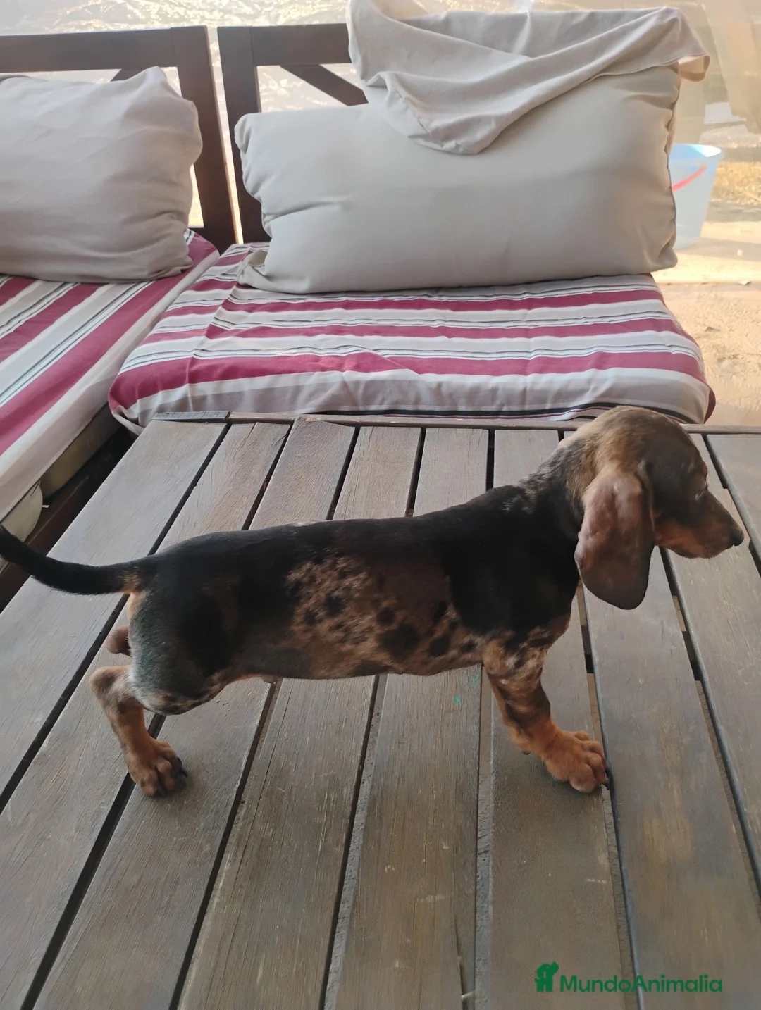 Teckel Miniatura perros en venta: Cachorro macho teckel arlequín  - Anuncio 2