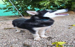 Husky Siberiano perros en venta: Hembrita de husky siberiana - Anuncio 5