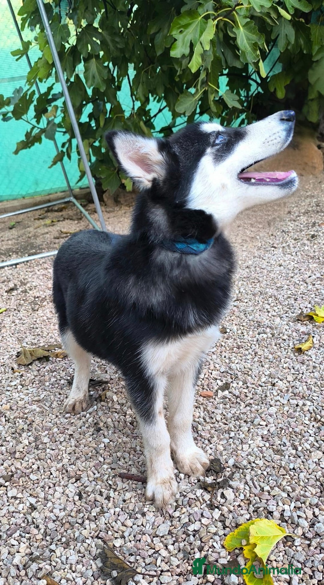 Husky Siberiano perros en venta: Hembrita de husky siberiana - Anuncio 5