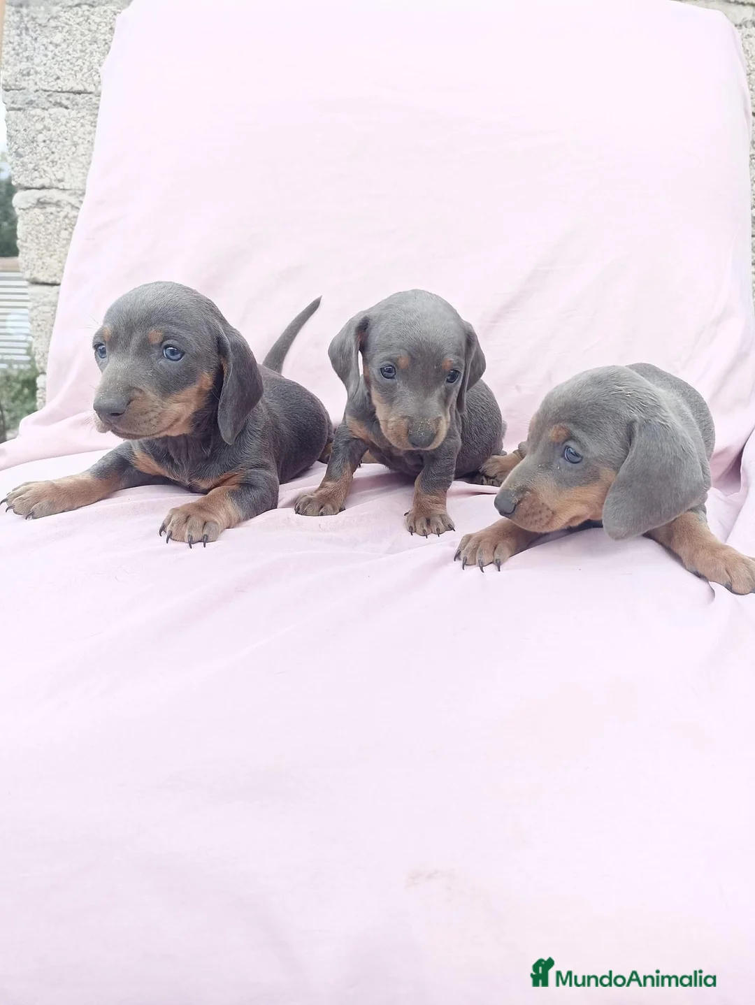 Teckel Miniatura perros en venta: Teckel miniatura varios colores  en Ciudad Real - Anuncio 3