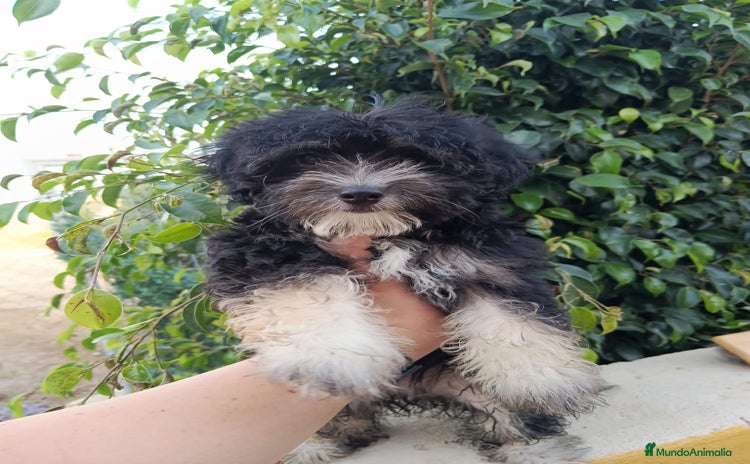 Maltipoo perros - Propaganda 1