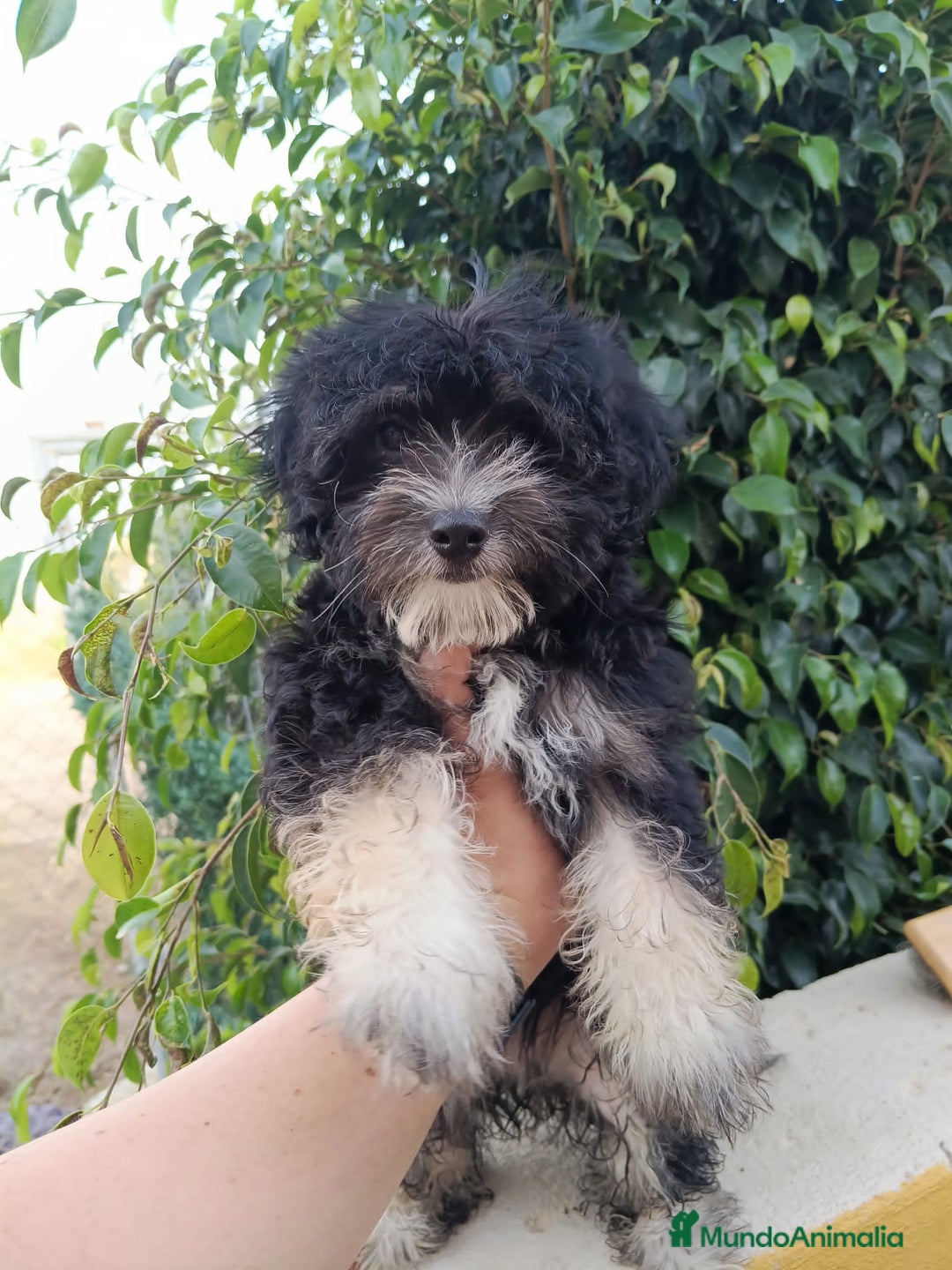 Maltipoo perros en venta: Maltipoo precio real  - Imagen 1
