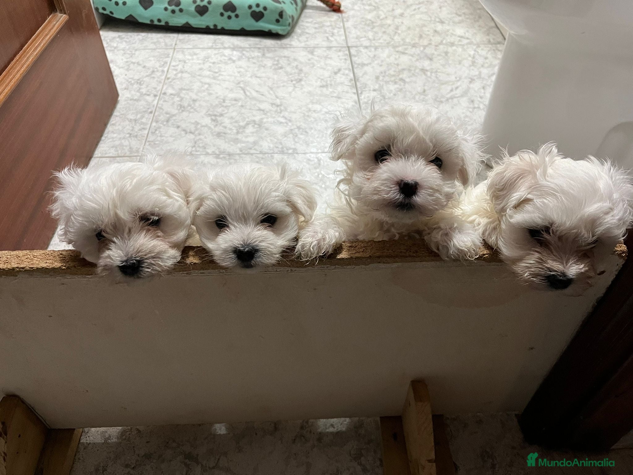 Bichón Maltés perros BICHON MALTÉS  - Anuncio 3