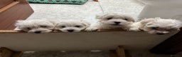 Bichón Maltés perros en venta: BICHON MALTÉS  - Anuncio 1