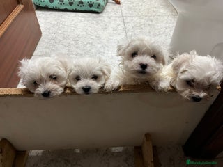 Bichón Maltés perros BICHON MALTÉS - Anuncio 1