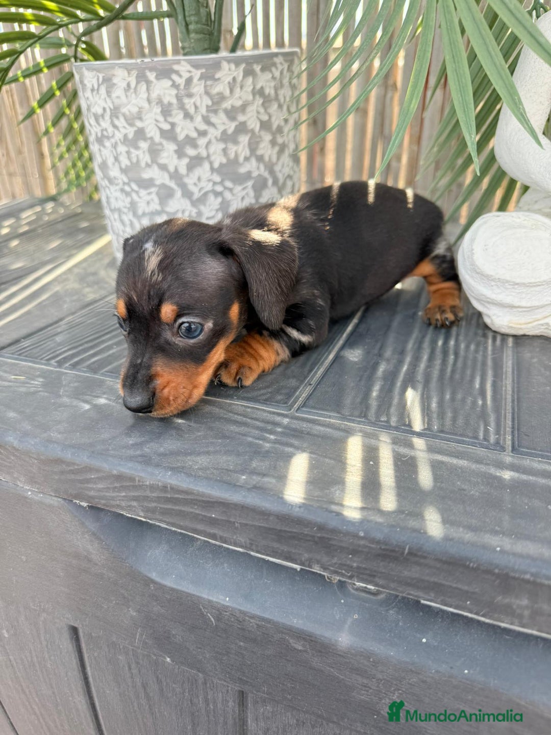 Teckel Miniatura perros en venta: Teckel miniatura - Imagen 3