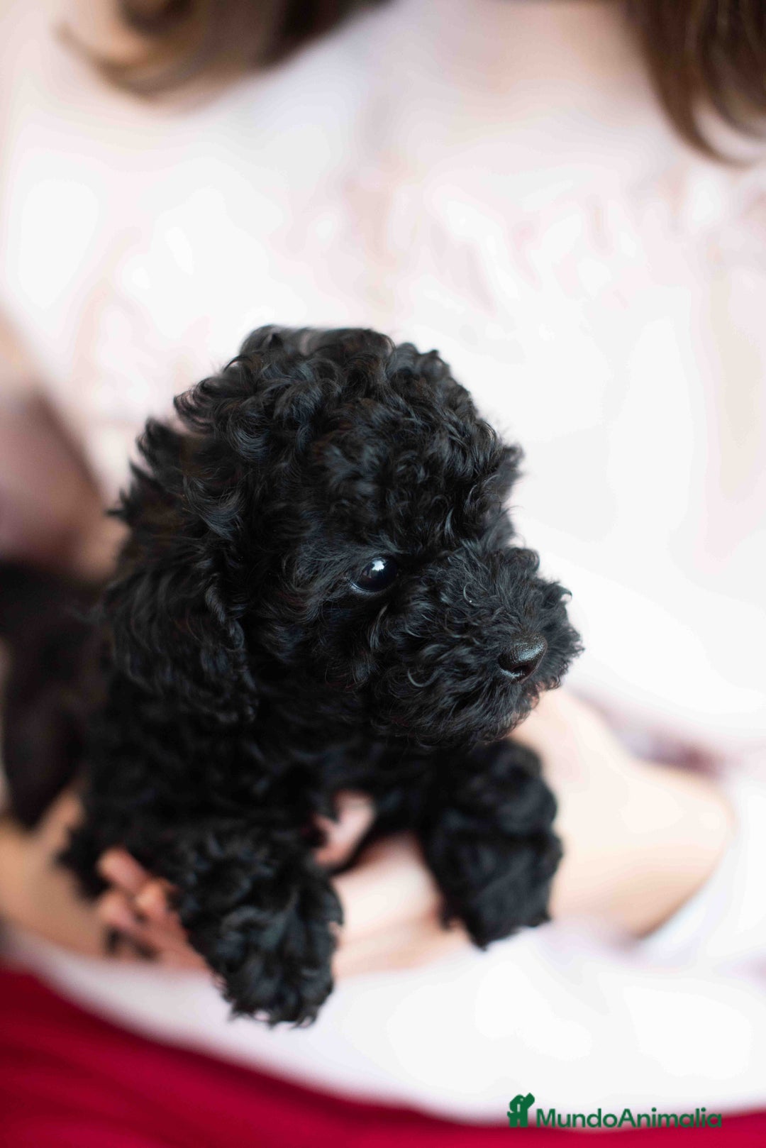 Caniche Toy perros en venta: Caniches negros - Anuncio 12