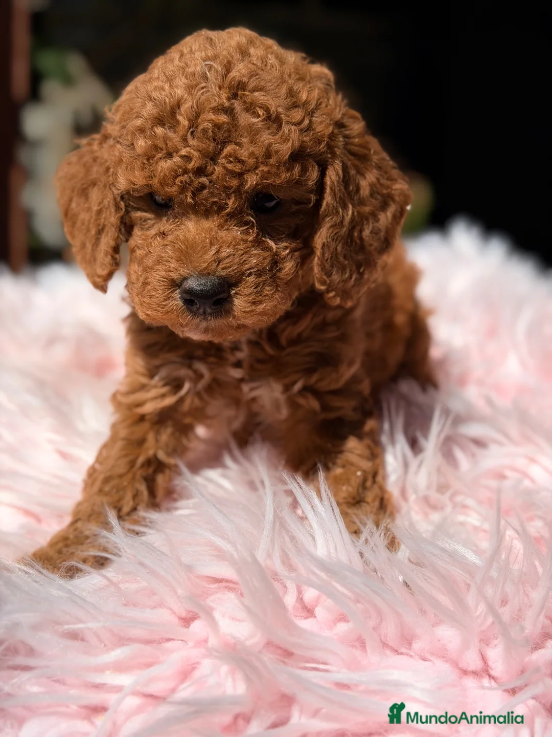 Caniche Toy perros en venta: Caniche roja pimenton  - Anuncio 2