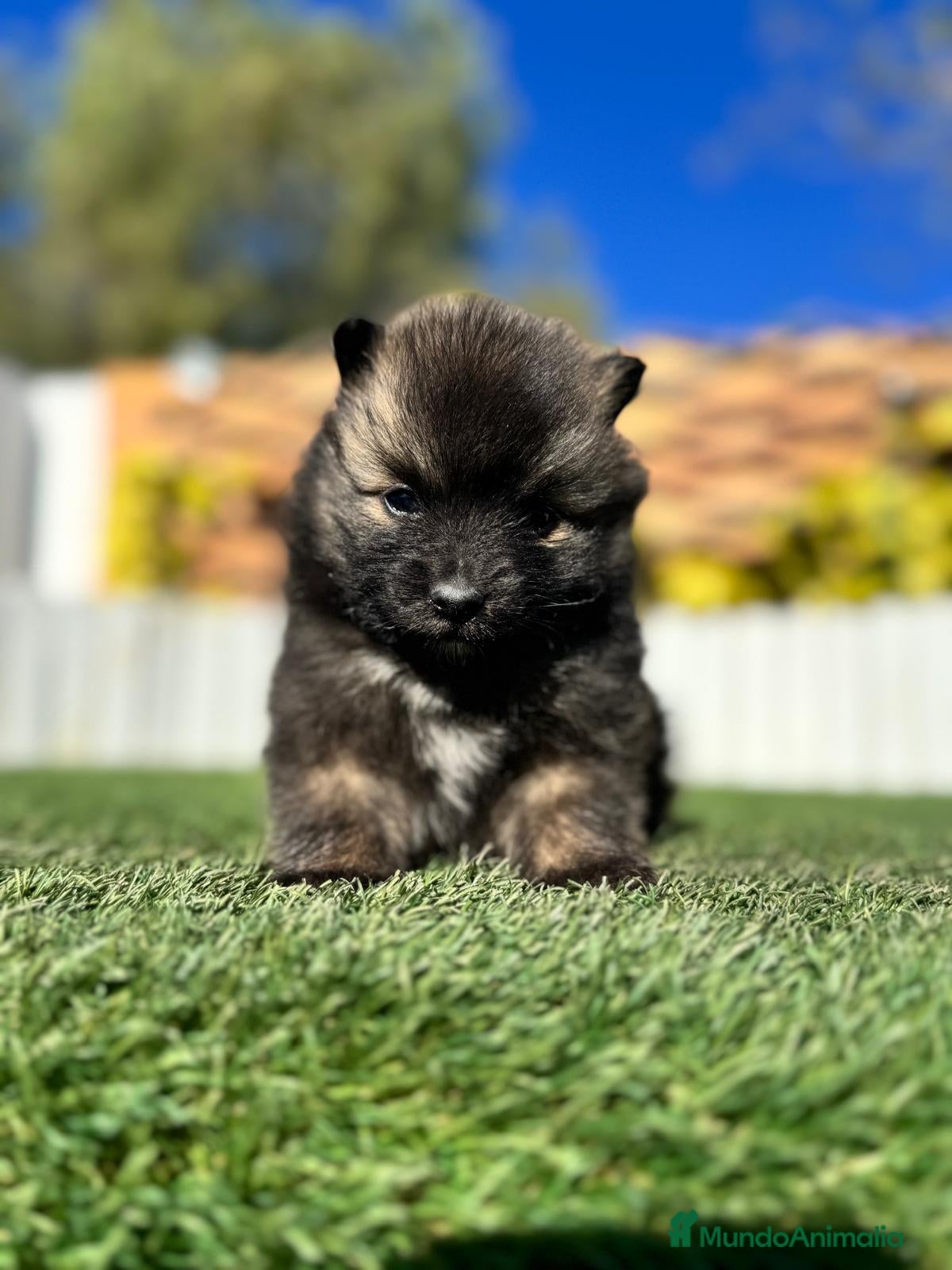 Pomerania perros POMERANIA - Anuncio 2