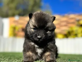 Pomerania perros POMERANIA - Anuncio 2