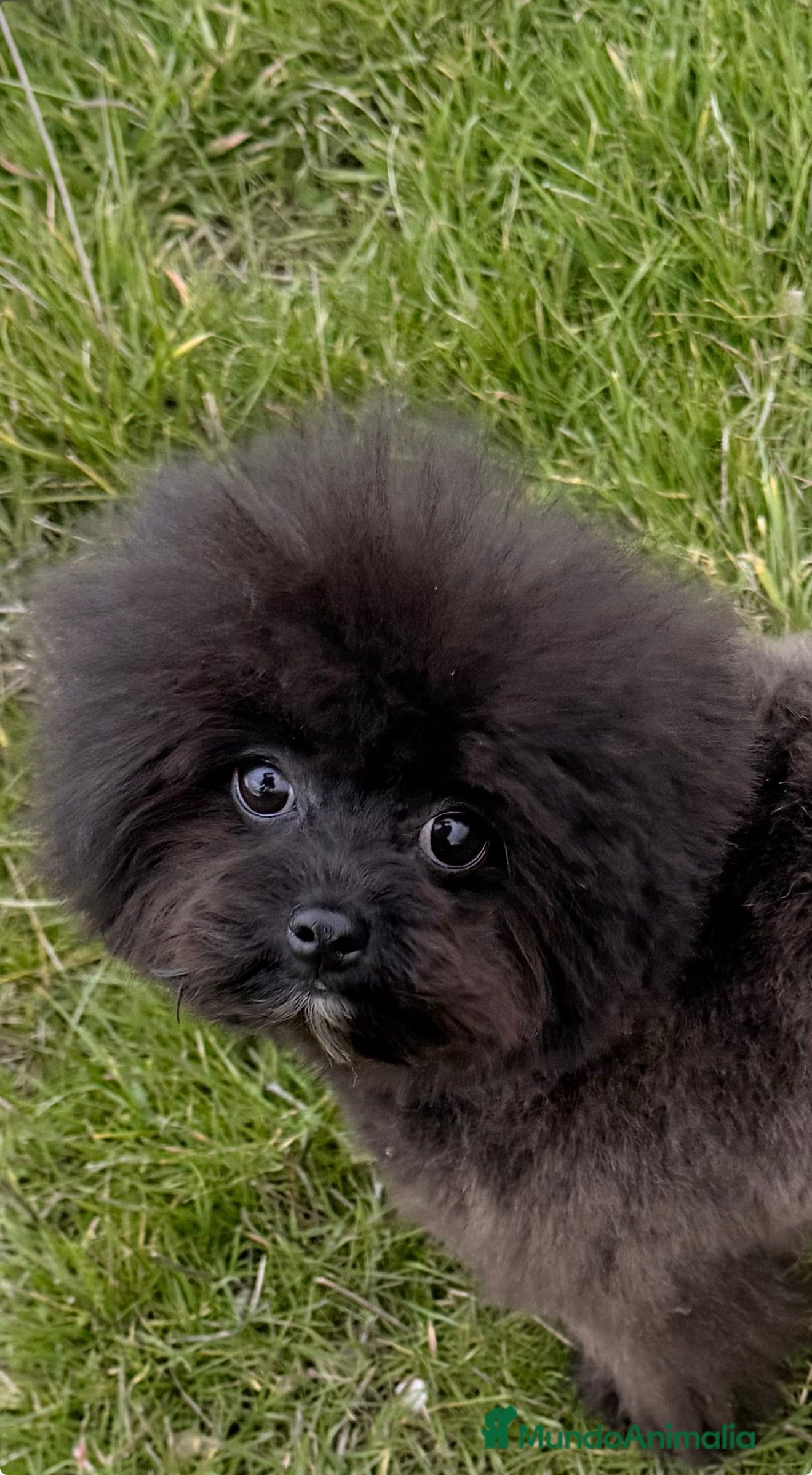 Raza Mixta perros Pomapoo Hembrita negra!!  - Anuncio 2