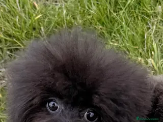 Raza Mixta perros Pomapoo Hembrita negra!! - Anuncio 2