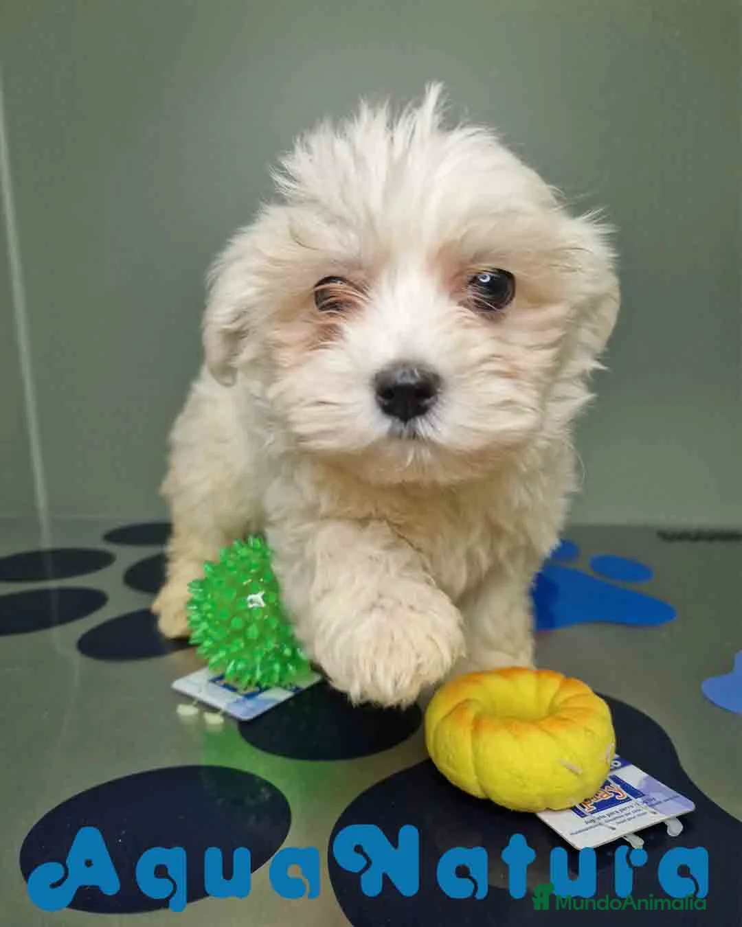 Bichón Maltés perros en venta: Bichon Maltes Hembra 2 AQUANATURA - Anuncio 3