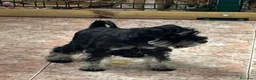 Schnauzer Miniatura perros en venta: Caraby Schnahuzer miniatura  en Alicante - Anuncio 8