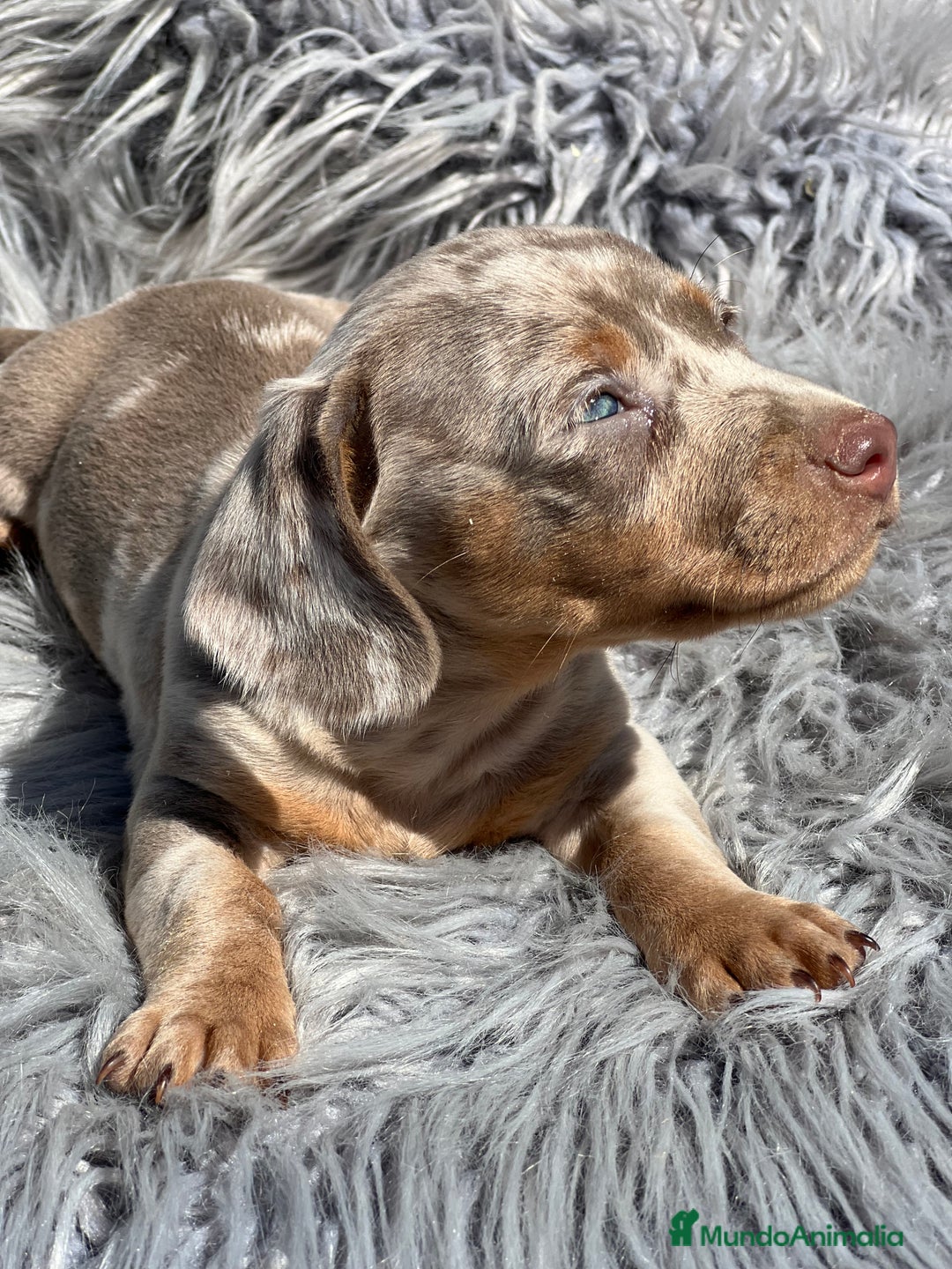 Teckel Miniatura perros en venta: Teckel miniatura  - Imagen 7